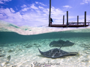 Stingrays of Ship Channel Cay. My 1st attempts at split s... by Sean Chinn 